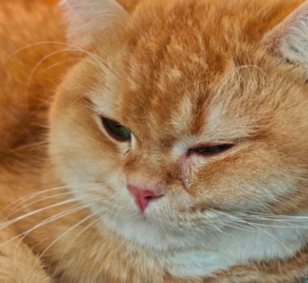 六六配资 咪咪也不知道小蜜蜂为什么要蛰它